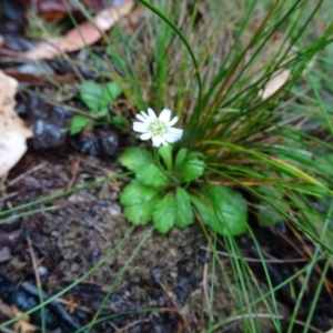 Lagenophora stipitata at Tinderry, NSW - 6 Mar 2019