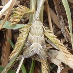 Hellula hydralis (Cabbage Centre Moth) at Fyshwick, ACT - 6 Mar 2019 by Christine