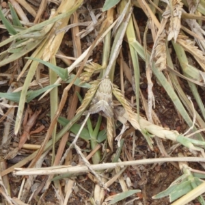 Hellula hydralis at Fyshwick, ACT - 6 Mar 2019