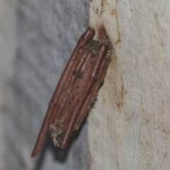Clania lewinii & similar Casemoths (Parallel stick Case Moths) at Higgins, ACT - 6 Mar 2019 by AlisonMilton
