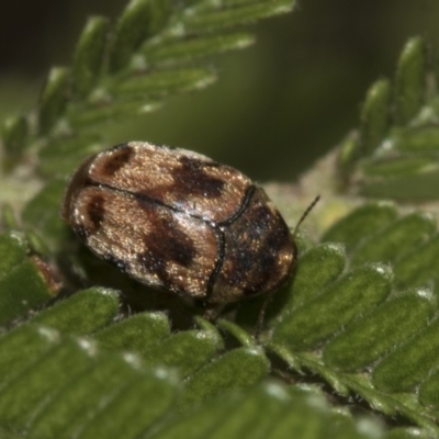 Elaphodes cervinus (Leaf beetle) at Higgins, ACT - 6 Mar 2019 by AlisonMilton