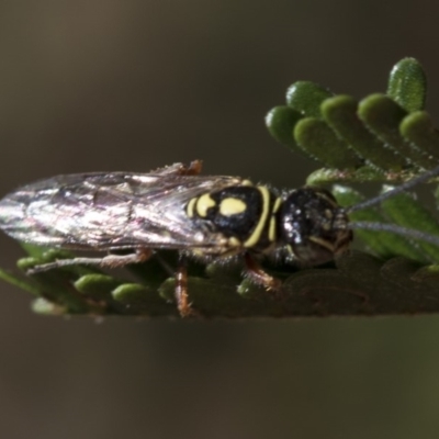 Tiphiidae (family) (Unidentified Smooth flower wasp) at Higgins, ACT - 6 Mar 2019 by AlisonMilton