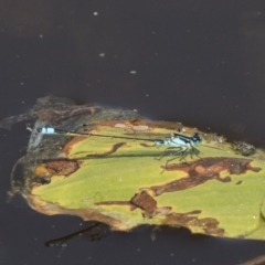 Ischnura heterosticta (Common Bluetail Damselfly) at Amaroo, ACT - 3 Mar 2019 by Alison Milton
