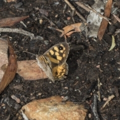 Geitoneura klugii (Marbled Xenica) at ANBG - 19 Feb 2019 by AlisonMilton