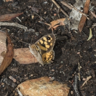 Geitoneura klugii (Marbled Xenica) at ANBG - 19 Feb 2019 by AlisonMilton