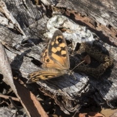 Geitoneura klugii at Acton, ACT - 19 Feb 2019 09:09 AM