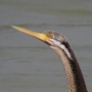 Anhinga novaehollandiae at Coombs, ACT - 5 Mar 2019 04:58 PM