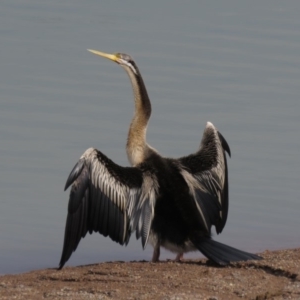 Anhinga novaehollandiae at Coombs, ACT - 5 Mar 2019 04:58 PM