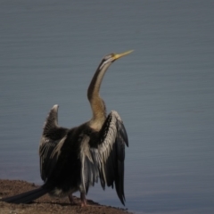 Anhinga novaehollandiae at Coombs, ACT - 5 Mar 2019 04:58 PM