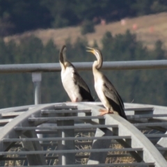 Anhinga novaehollandiae at Coombs, ACT - 5 Mar 2019 04:58 PM