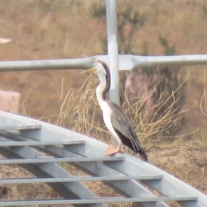 Anhinga novaehollandiae at Coombs, ACT - 5 Mar 2019 04:58 PM