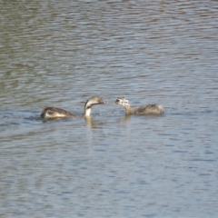 Poliocephalus poliocephalus (Hoary-headed Grebe) at Wright, ACT - 5 Mar 2019 by KumikoCallaway