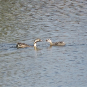 Poliocephalus poliocephalus at Wright, ACT - 5 Mar 2019