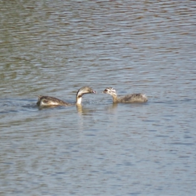 Poliocephalus poliocephalus (Hoary-headed Grebe) at Wright, ACT - 5 Mar 2019 by KumikoCallaway