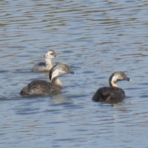 Poliocephalus poliocephalus at Wright, ACT - 5 Mar 2019