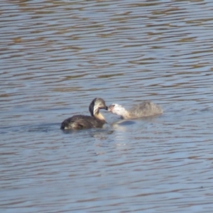 Poliocephalus poliocephalus at Wright, ACT - 5 Mar 2019