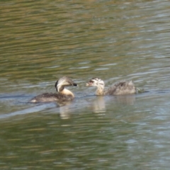 Poliocephalus poliocephalus at Wright, ACT - 5 Mar 2019