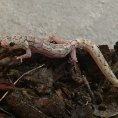 Christinus marmoratus (Southern Marbled Gecko) at O'Connor, ACT - 15 Nov 2017 by AndrewCB