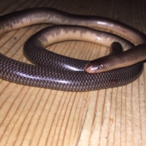 Anilios nigrescens at Acton, ACT - 11 Nov 2017 07:45 PM