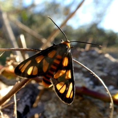 Amata (genus) (Handmaiden Moth) at Googong, NSW - 6 Mar 2019 by Wandiyali