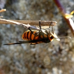 Amata (genus) at Googong, NSW - 6 Mar 2019