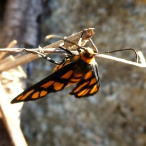 Amata (genus) at Googong, NSW - 6 Mar 2019