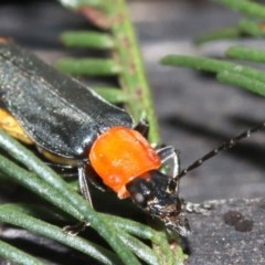 Chauliognathus tricolor (Tricolor soldier beetle) at Majura, ACT - 4 Mar 2019 by jbromilow50