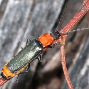 Chauliognathus tricolor at Majura, ACT - 5 Mar 2019