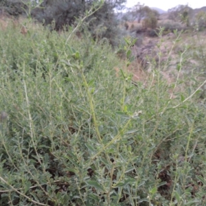 Atriplex semibaccata at Tharwa, ACT - 3 Feb 2019