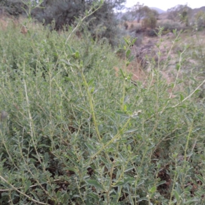 Atriplex semibaccata (Creeping Saltbush) at Gigerline Nature Reserve - 3 Feb 2019 by michaelb