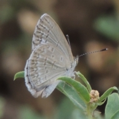 Zizina otis (Common Grass-Blue) at Tharwa, ACT - 3 Feb 2019 by michaelb