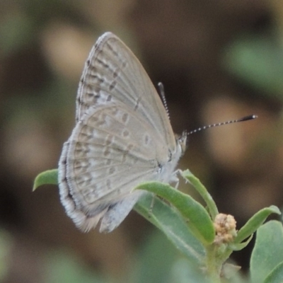 Zizina otis (Common Grass-Blue) at Tharwa, ACT - 3 Feb 2019 by michaelb