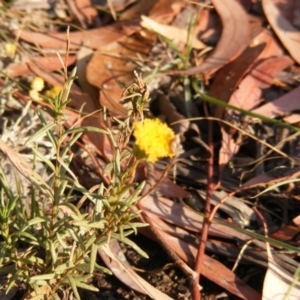 Rutidosis leptorhynchoides at Kingston, ACT - 7 Mar 2019 08:20 AM