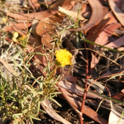 Rutidosis leptorhynchoides (Button Wrinklewort) at Kingston, ACT - 6 Mar 2019 by MichaelMulvaney