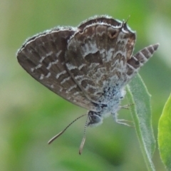 Theclinesthes serpentata (Saltbush Blue) at Gigerline Nature Reserve - 3 Feb 2019 by michaelb