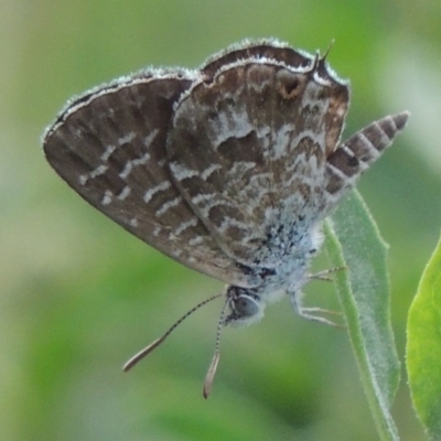 Theclinesthes serpentata (Saltbush Blue) at Tharwa, ACT - 3 Feb 2019 by MichaelBedingfield