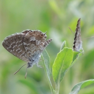 Theclinesthes serpentata at Tharwa, ACT - 3 Feb 2019 07:42 PM