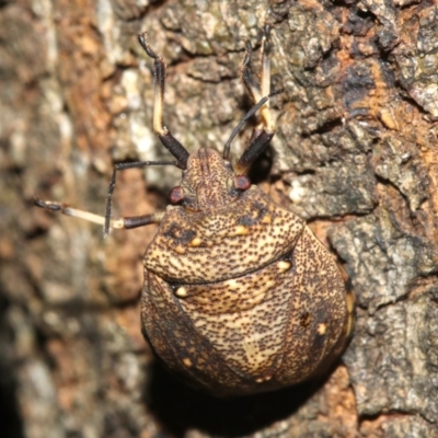 Platycoris sp. (genus) (A Stink Bug) at Rosedale, NSW - 25 Feb 2019 by jb2602