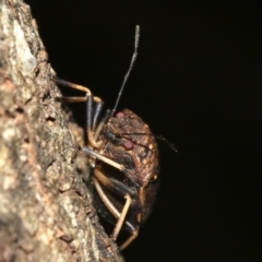 Platycoris sp. (genus) at Rosedale, NSW - 25 Feb 2019 10:41 PM