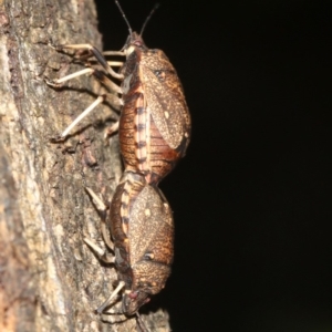 Platycoris sp. (genus) at Rosedale, NSW - 25 Feb 2019 10:41 PM