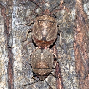 Platycoris sp. (genus) at Rosedale, NSW - 25 Feb 2019