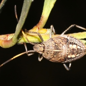 Poecilometis strigatus at Rosedale, NSW - 27 Feb 2019