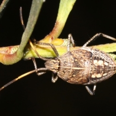 Poecilometis strigatus (Gum Tree Shield Bug) at Rosedale, NSW - 27 Feb 2019 by jb2602