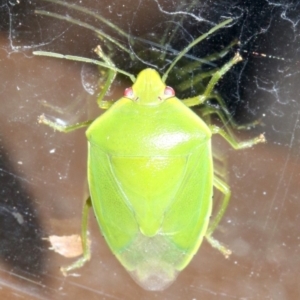 Nezara viridula at Rosedale, NSW - 25 Feb 2019