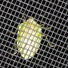 Nezara viridula at Rosedale, NSW - 25 Feb 2019 09:33 PM