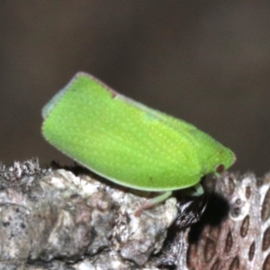 Siphanta sp. (genus) at Rosedale, NSW - 27 Feb 2019 08:56 PM