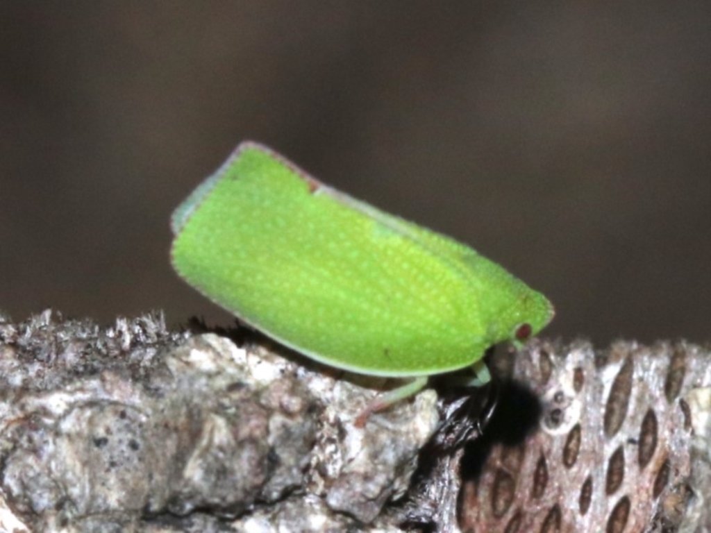 Siphanta sp. (genus) at Rosedale, NSW - 27 Feb 2019
