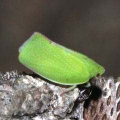 Siphanta sp. (genus) (Green planthopper, Torpedo bug) at Rosedale, NSW - 27 Feb 2019 by jbromilow50