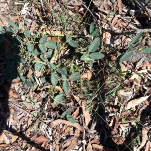 Oxytes brachypoda at Campbell, ACT - 7 Mar 2019