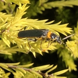 Chauliognathus lugubris at Lyons, ACT - 7 Mar 2019 01:26 PM